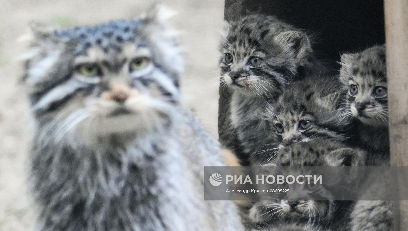 В Новосибирском зоопарке родились 12 манулов