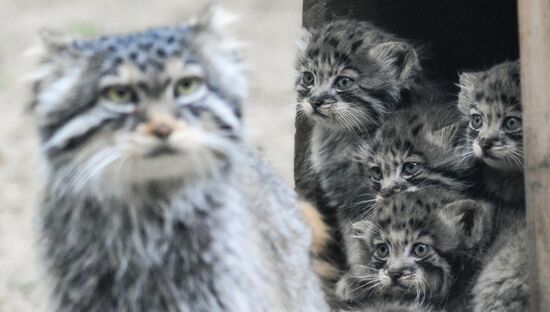 В Новосибирском зоопарке родились 12 манулов