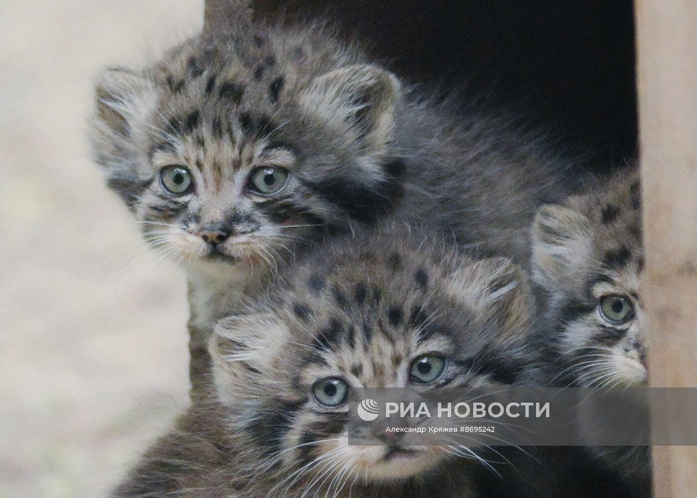 В Новосибирском зоопарке родились 12 манулов