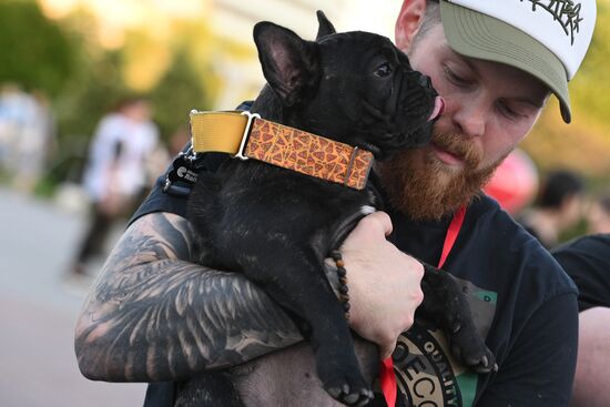 Парад французских бульдогов в Сочи