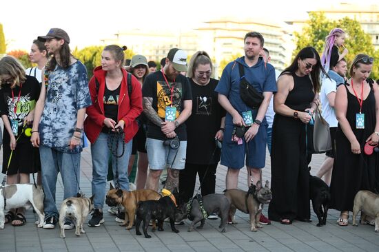 Парад французских бульдогов в Сочи