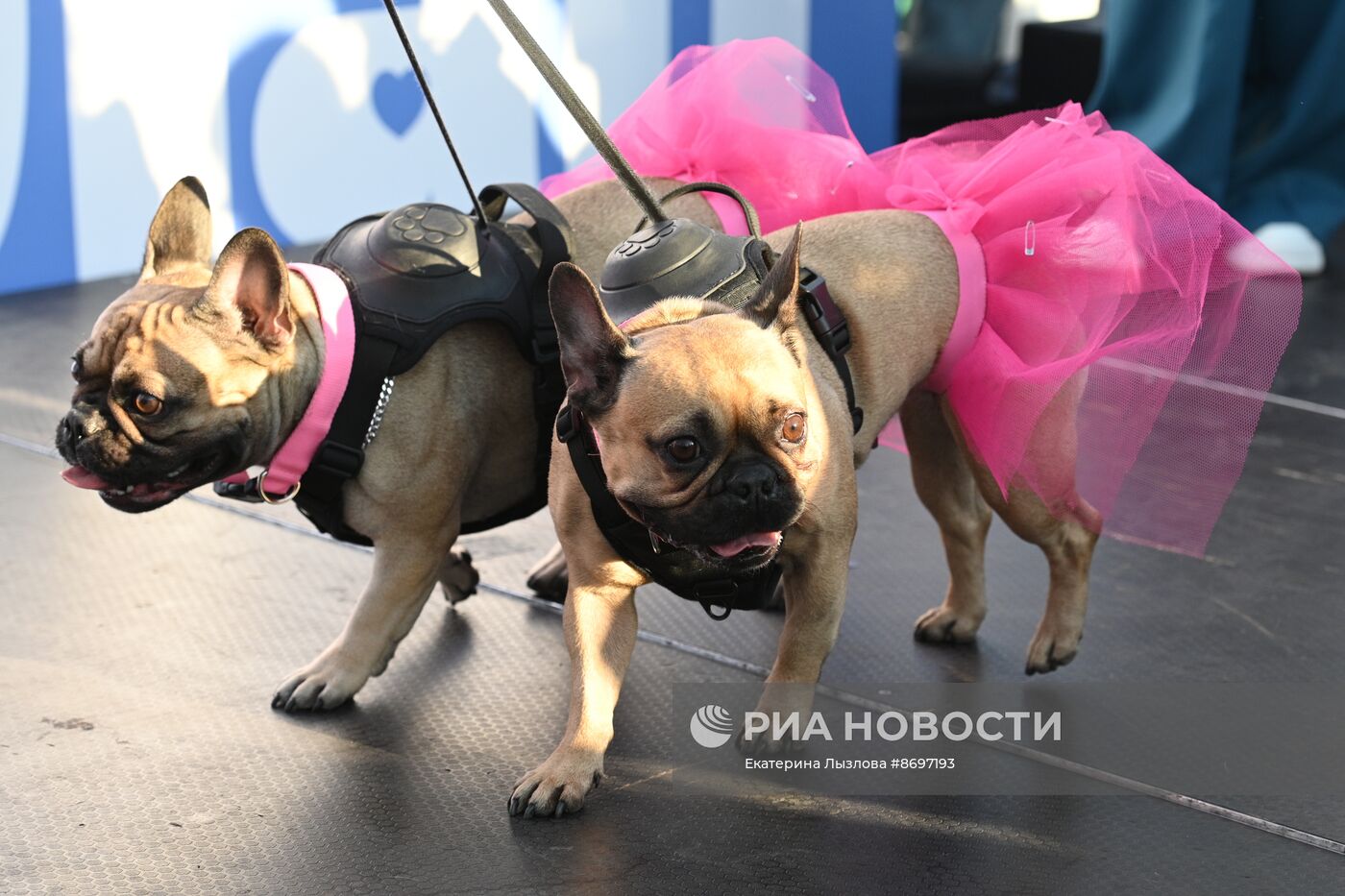 Парад французских бульдогов в Сочи