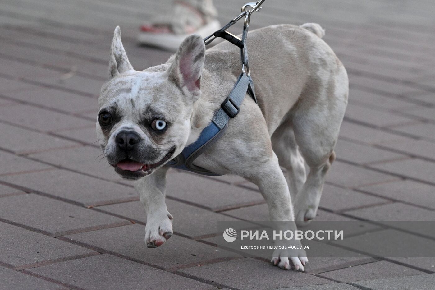 Парад французских бульдогов в Сочи