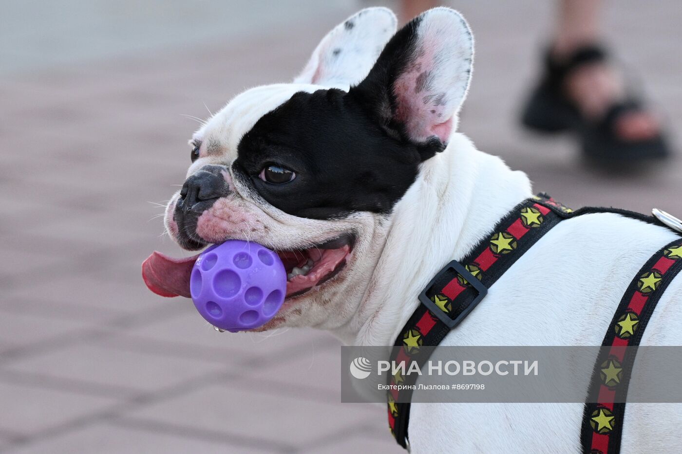 Парад французских бульдогов в Сочи