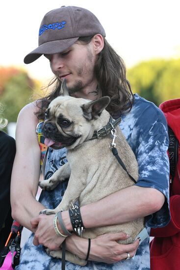 Парад французских бульдогов в Сочи