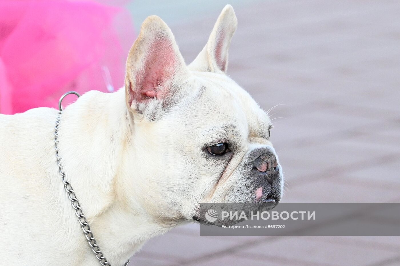 Парад французских бульдогов в Сочи