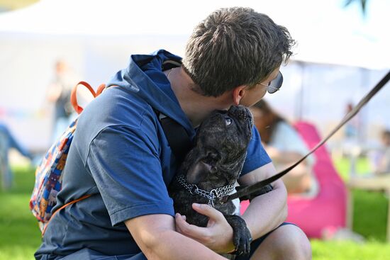 Парад французских бульдогов в Сочи