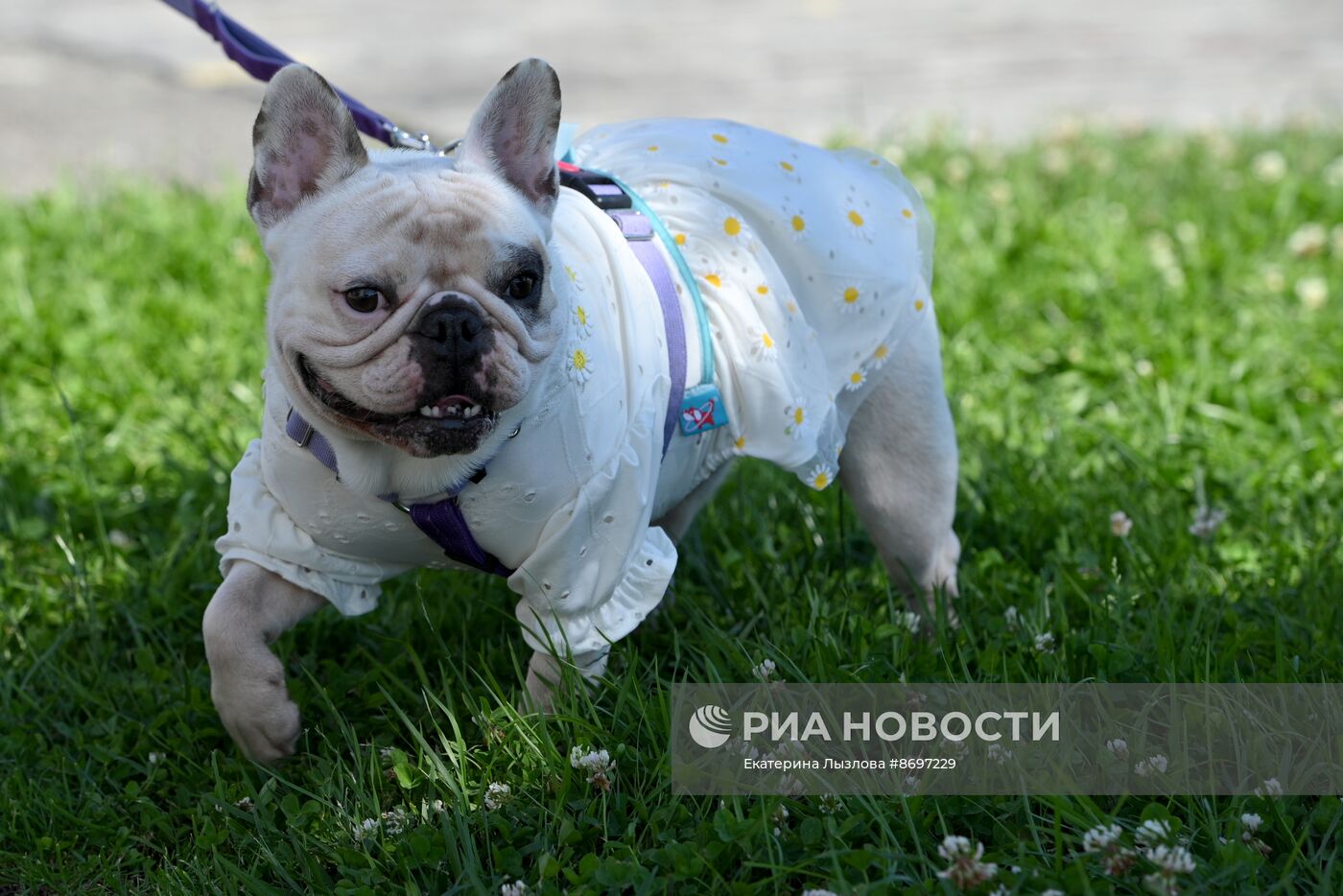 Парад французских бульдогов в Сочи
