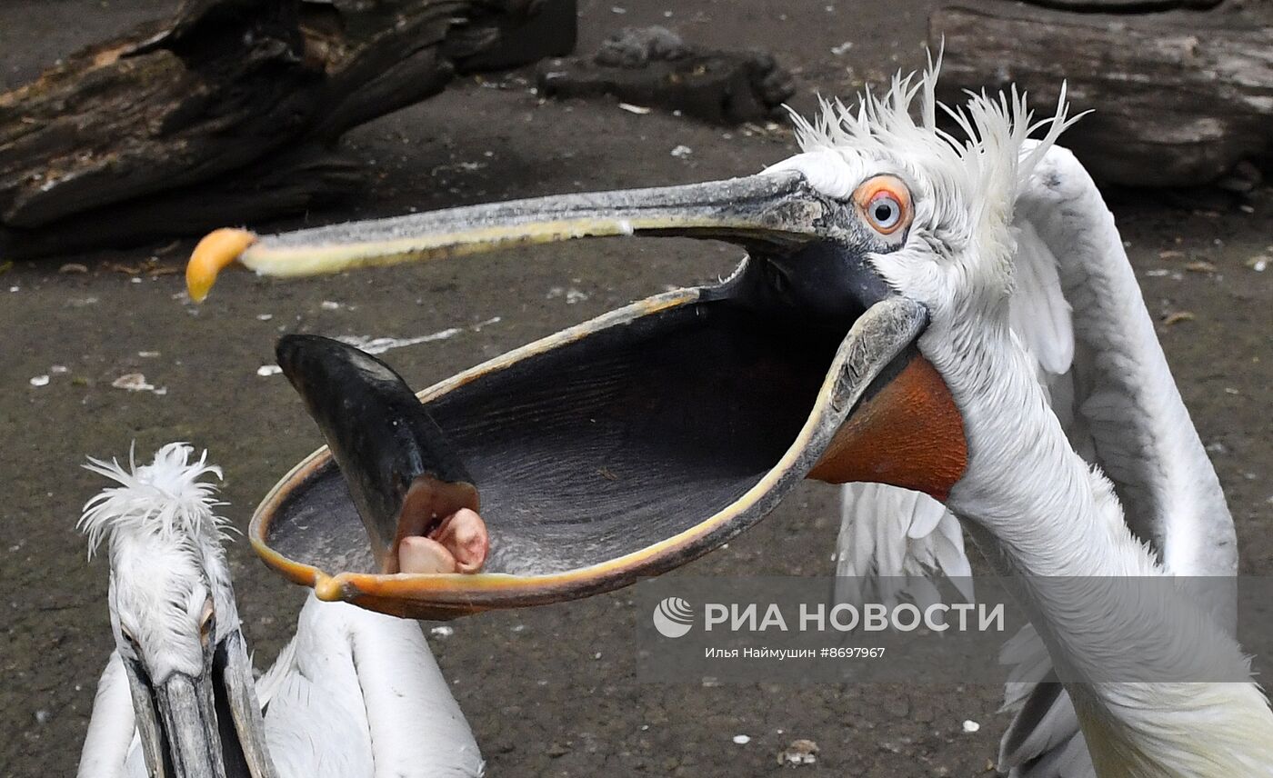 Парк флоры и фауны "Роев ручей" в Красноярске