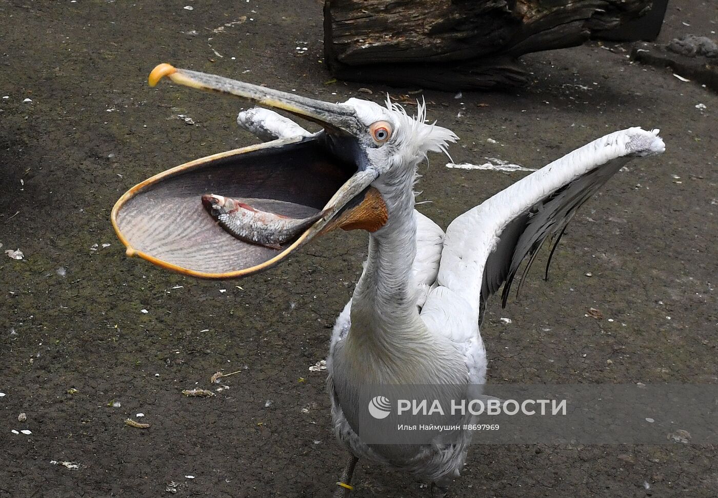 Парк флоры и фауны "Роев ручей" в Красноярске