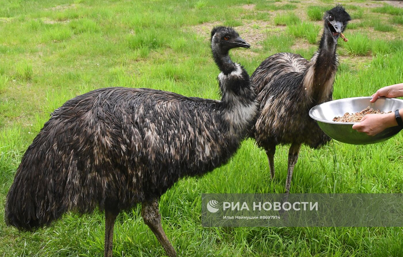 Парк флоры и фауны "Роев ручей" в Красноярске