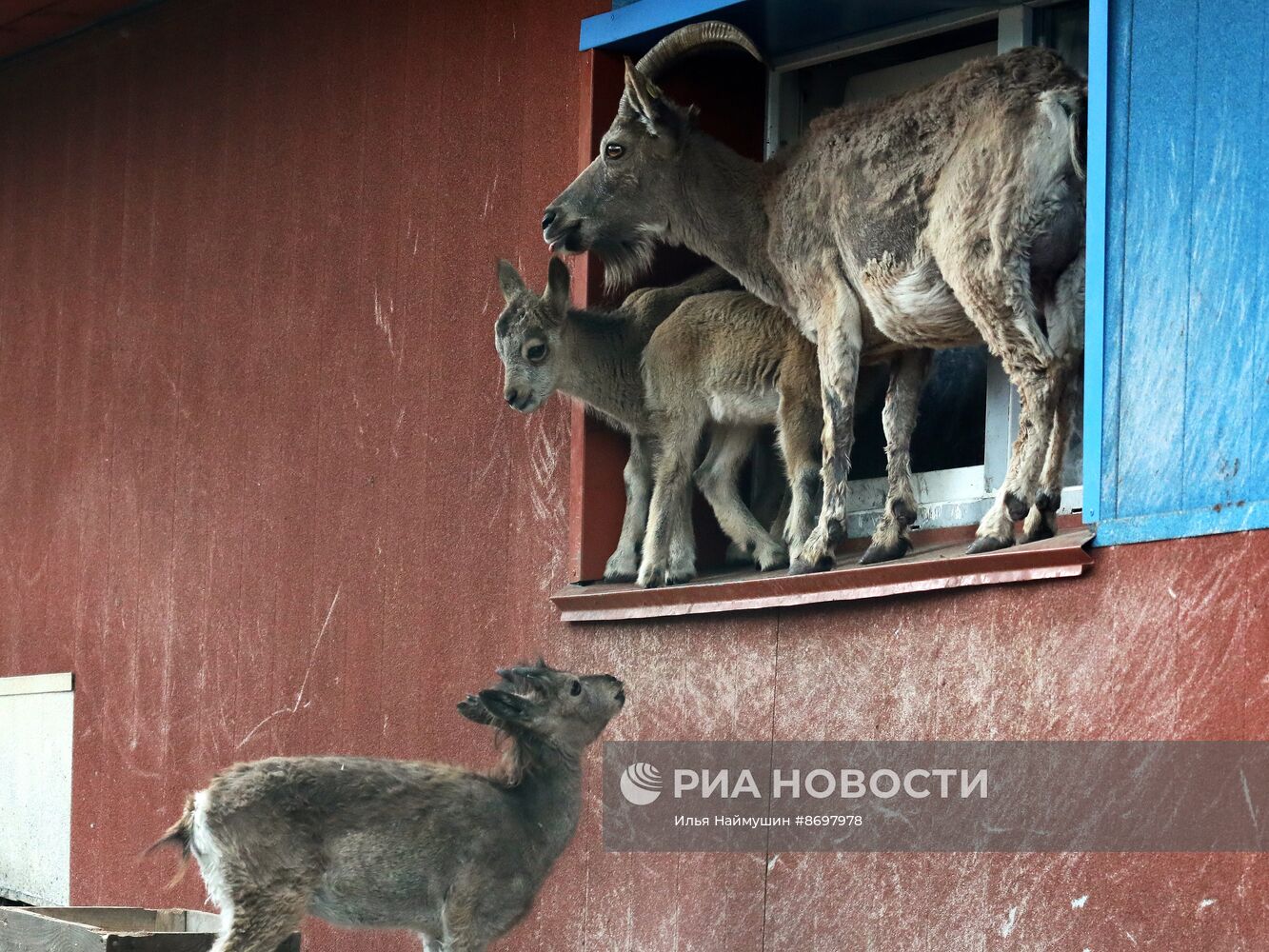 Парк флоры и фауны "Роев ручей" в Красноярске