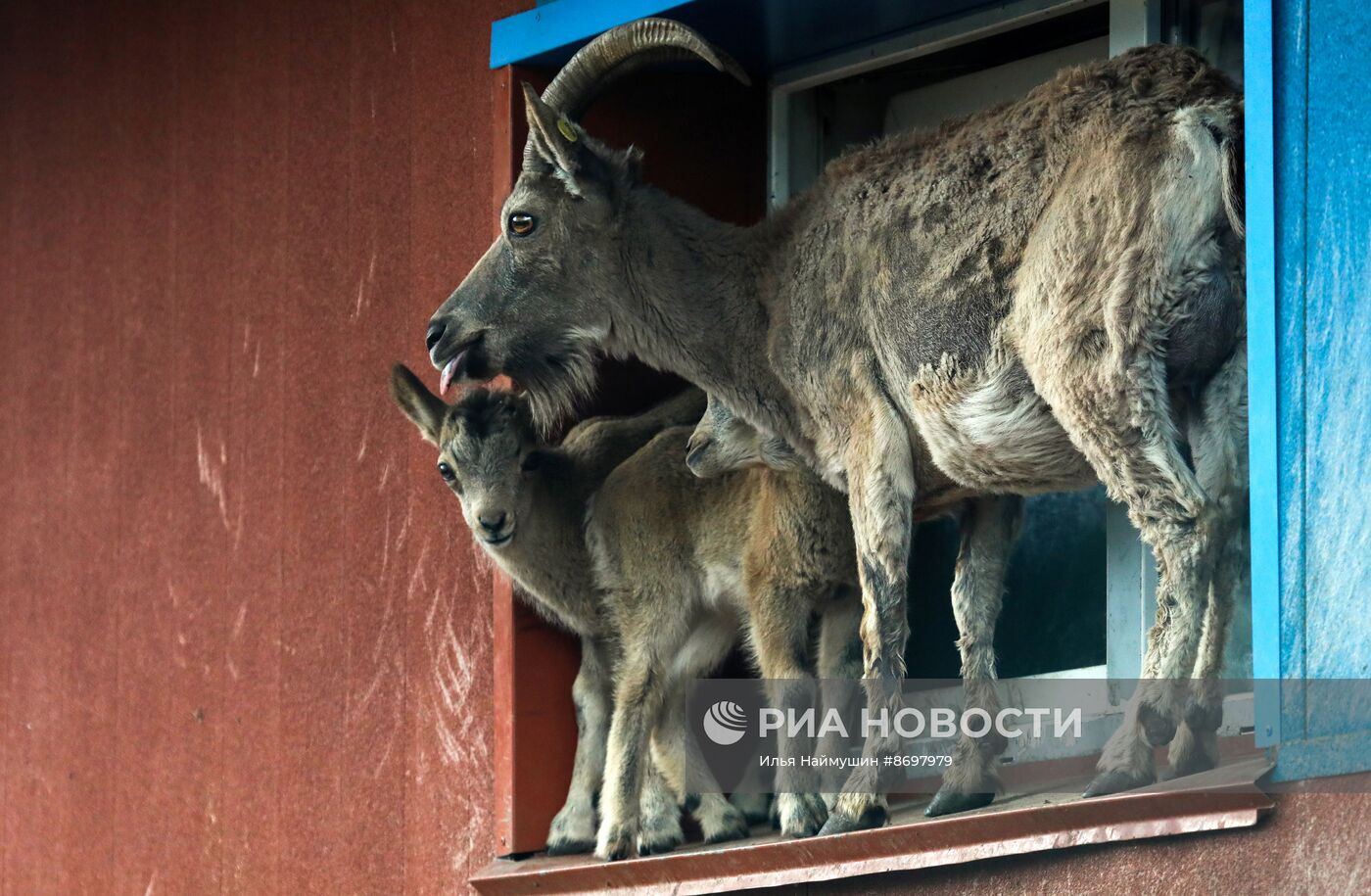 Парк флоры и фауны "Роев ручей" в Красноярске