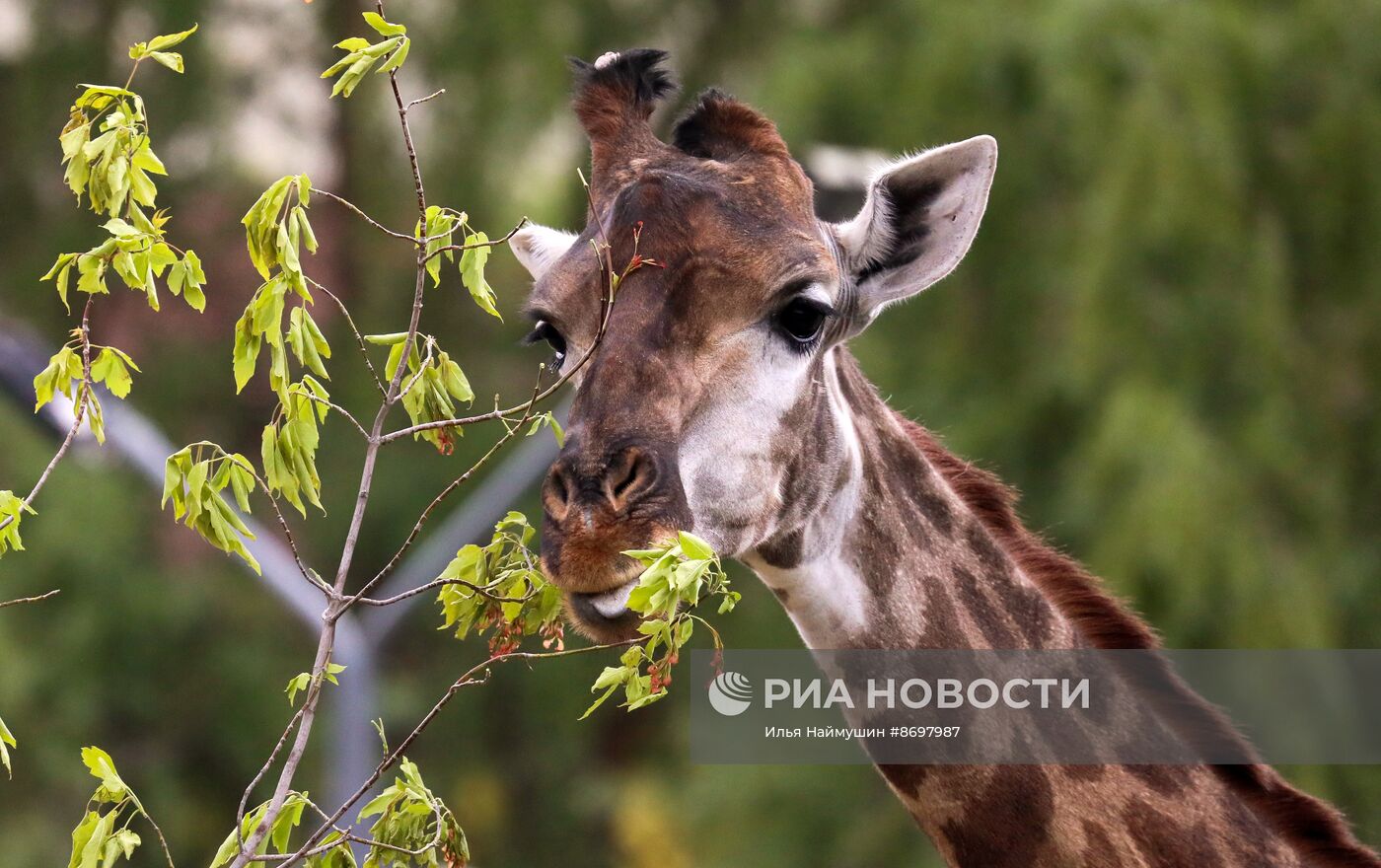 Парк флоры и фауны "Роев ручей" в Красноярске