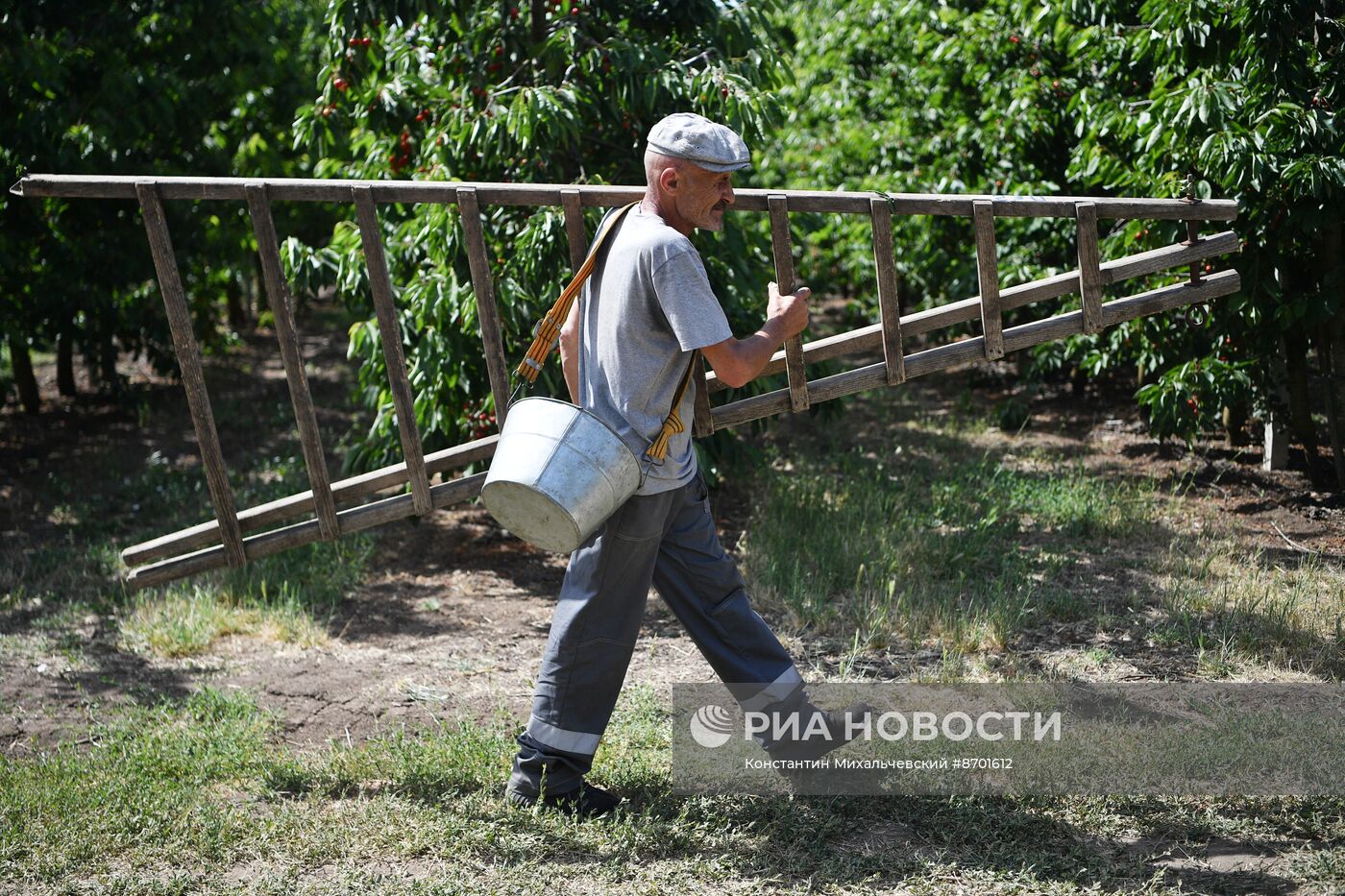 Сбор урожая черешни в Крыму