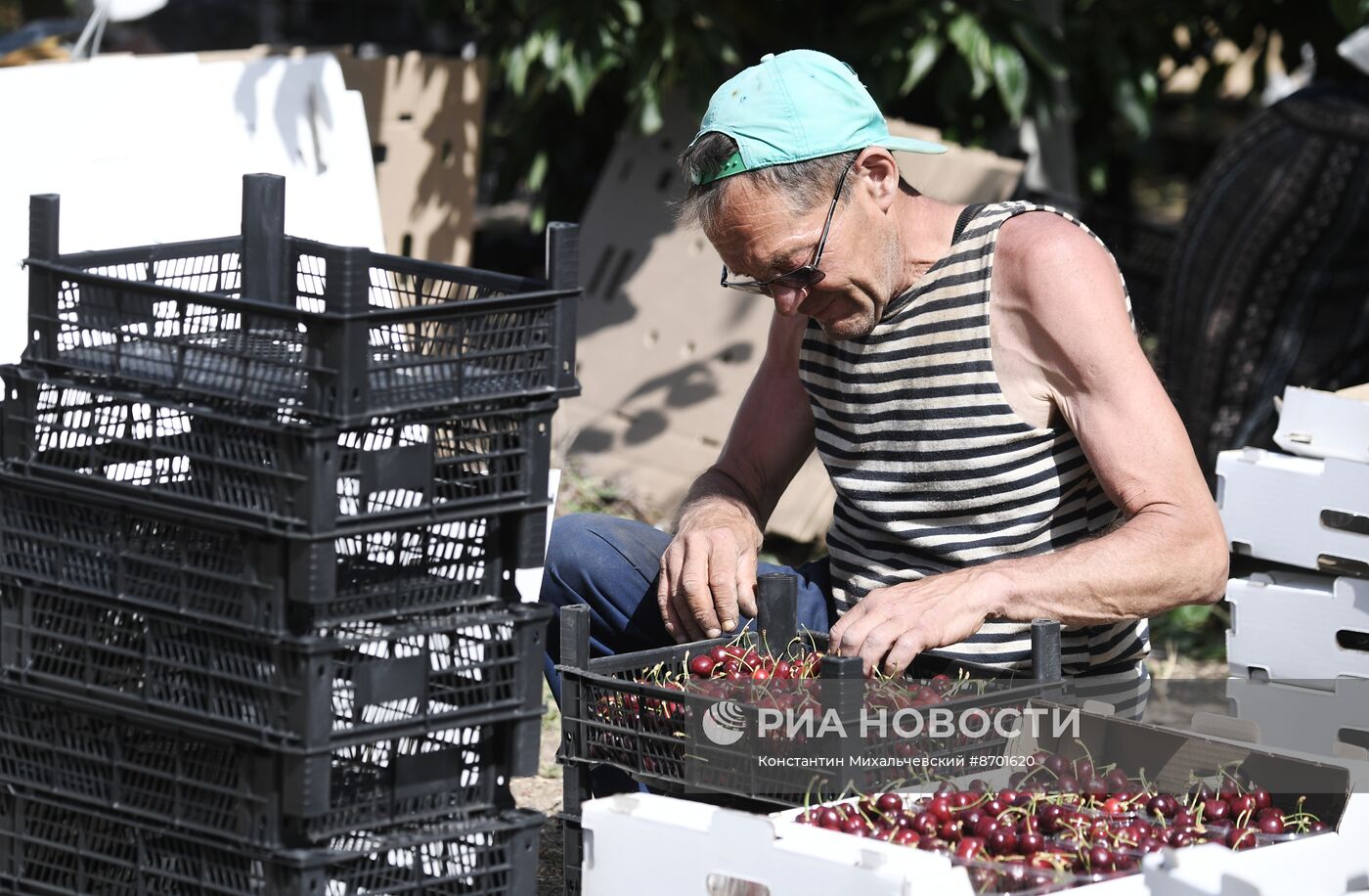 Сбор урожая черешни в Крыму