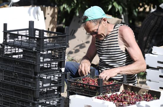 Сбор урожая черешни в Крыму