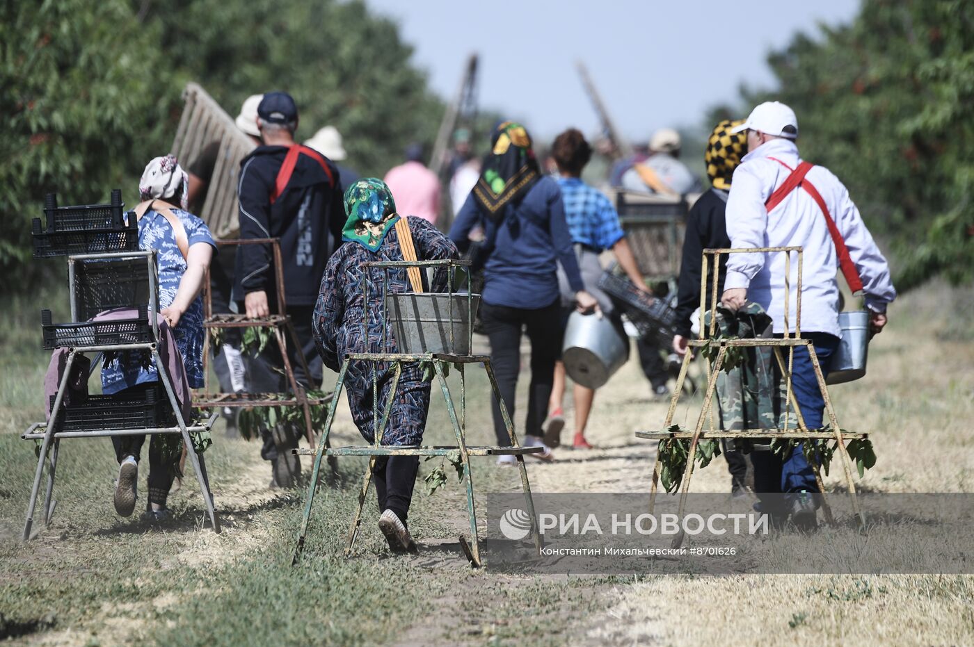 Сбор урожая черешни в Крыму