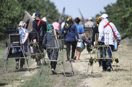 Сбор урожая черешни в Крыму