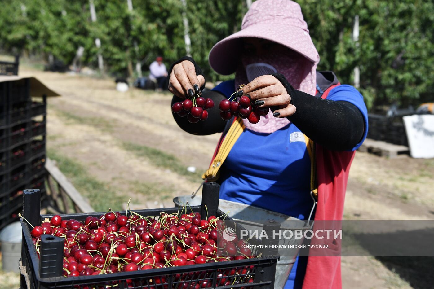 Сбор урожая черешни в Крыму