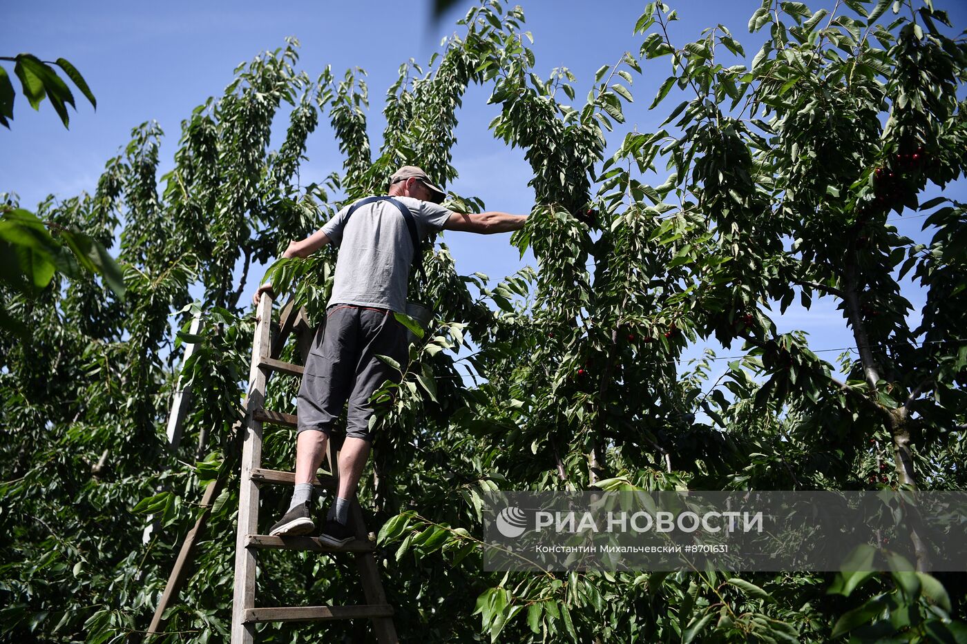 Сбор урожая черешни в Крыму