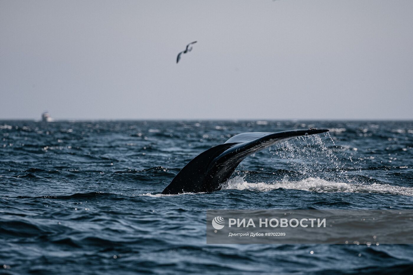 Кольский залив в Мурманской области