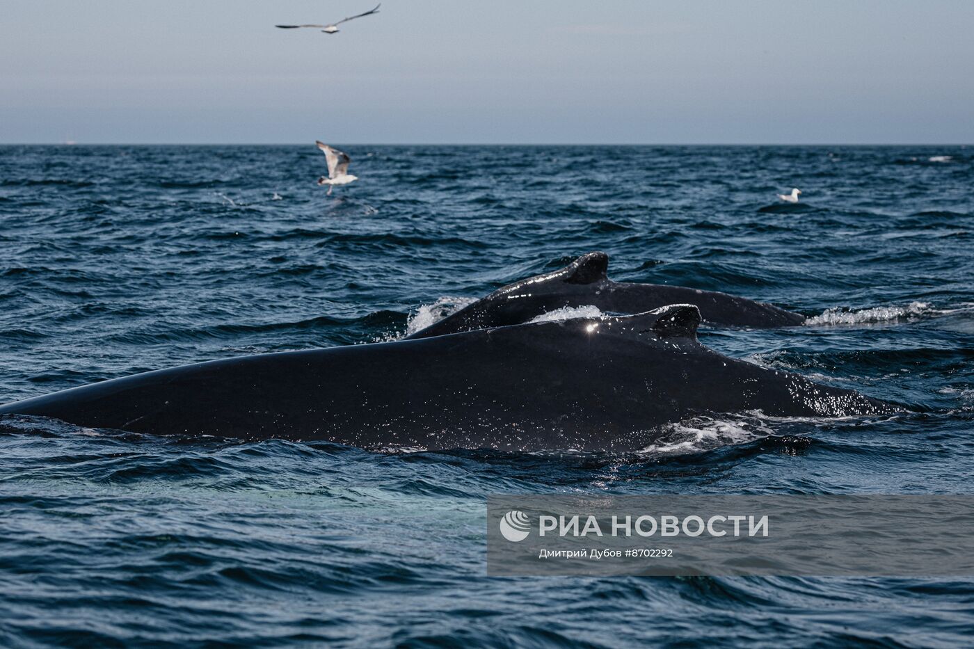 Кольский залив в Мурманской области