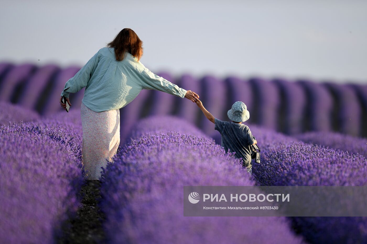 Лавандовые поля в Крыму