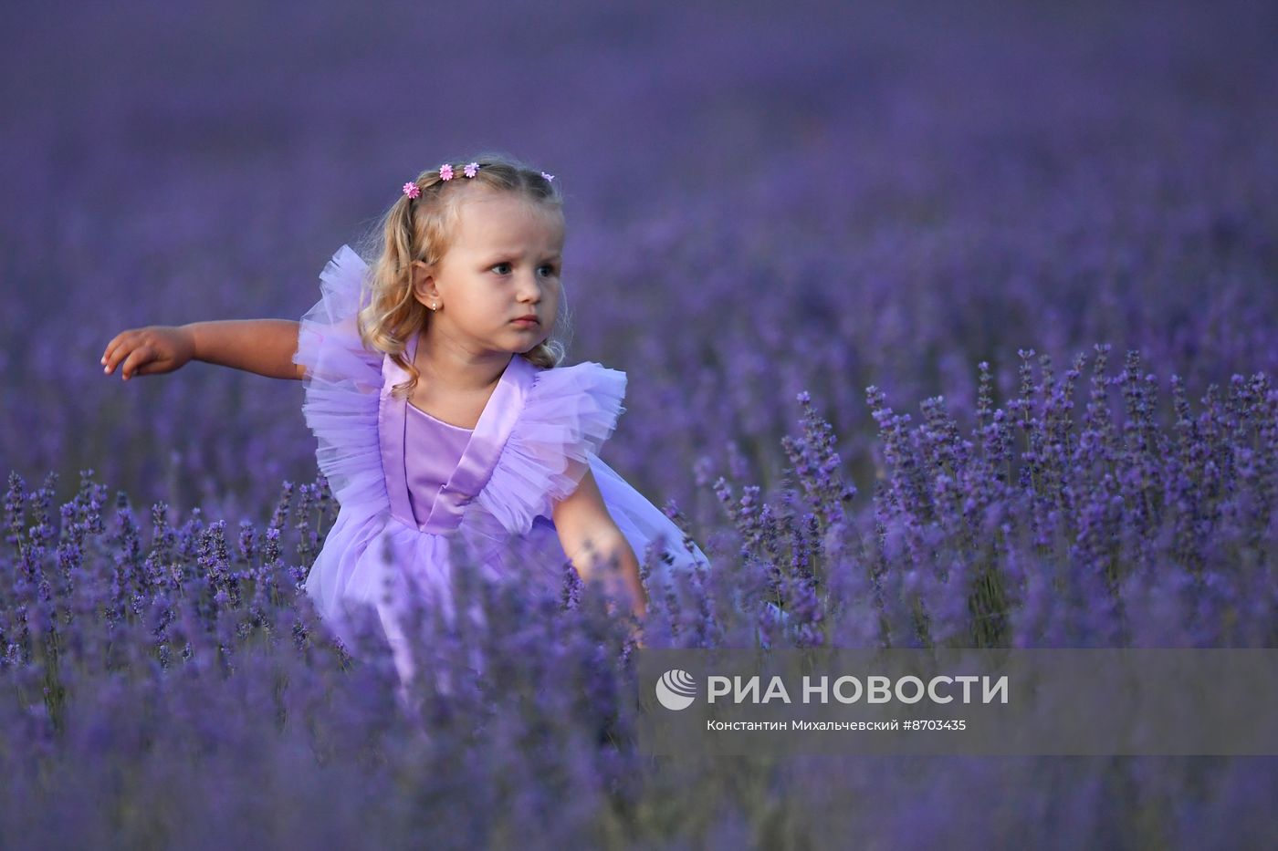 Лавандовые поля в Крыму