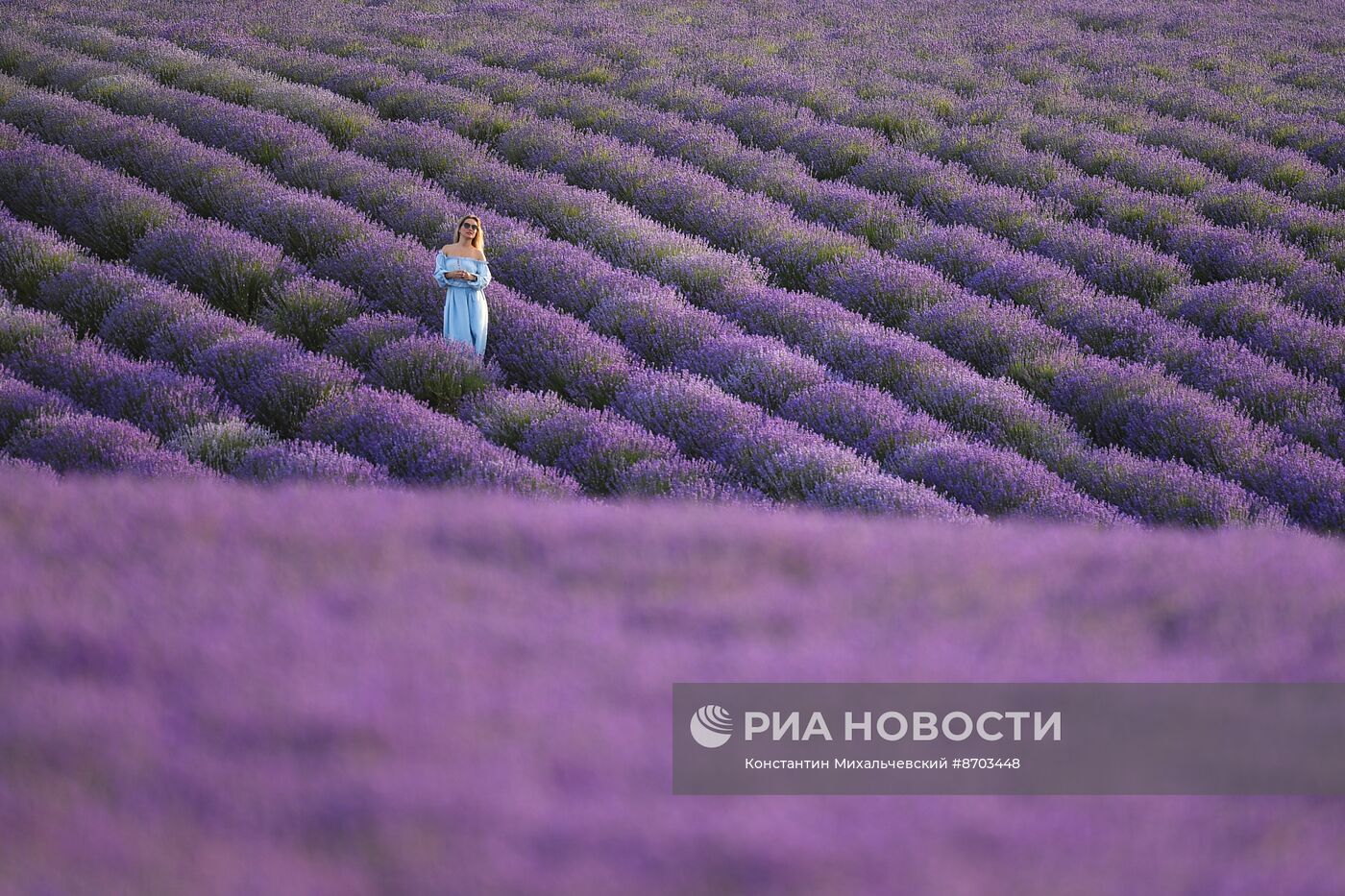 Лавандовые поля в Крыму