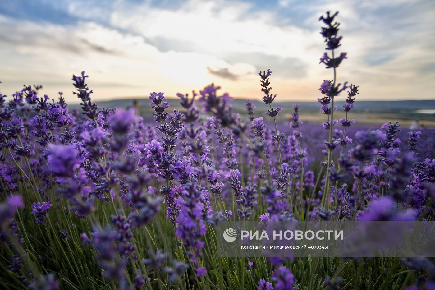 Лавандовые поля в Крыму