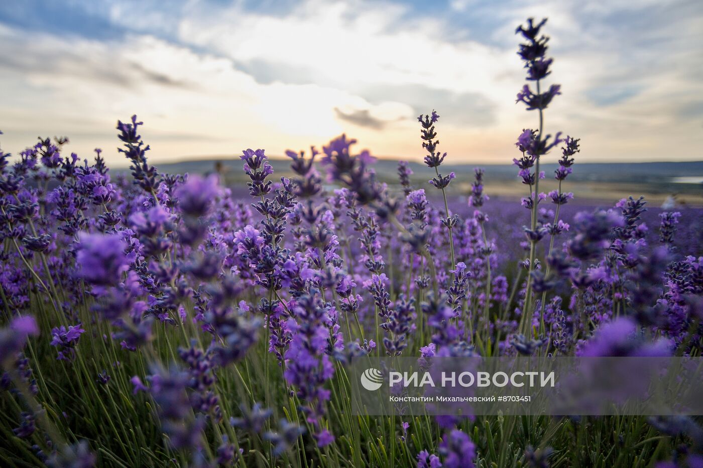 Лавандовые поля в Крыму