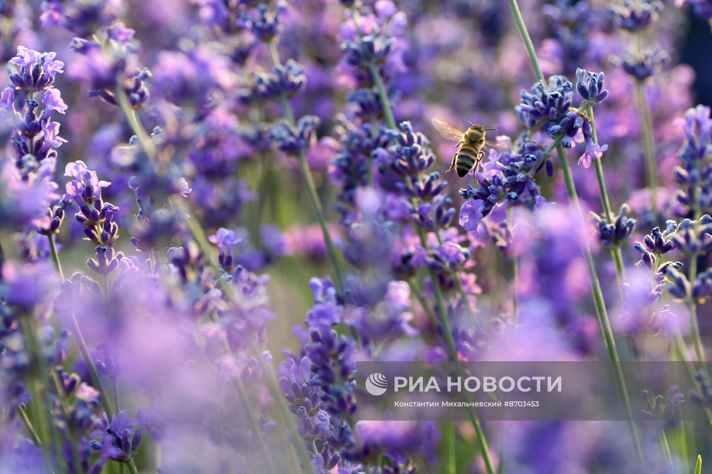 Лавандовые поля в Крыму