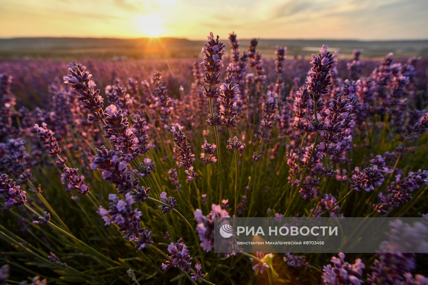 Лавандовые поля в Крыму