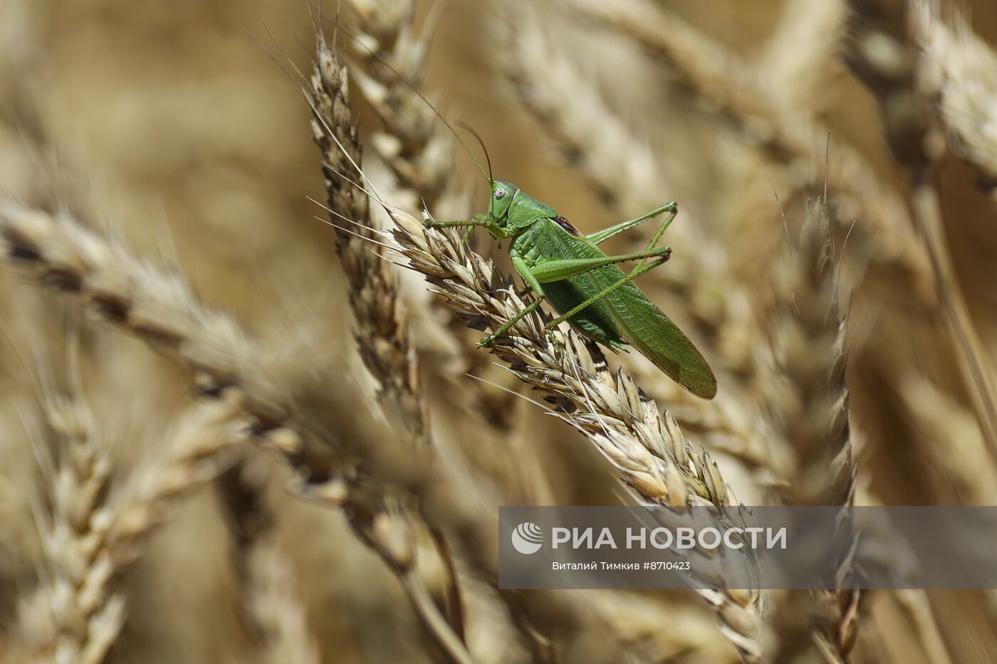 Уборка озимых культур в Краснодарском крае