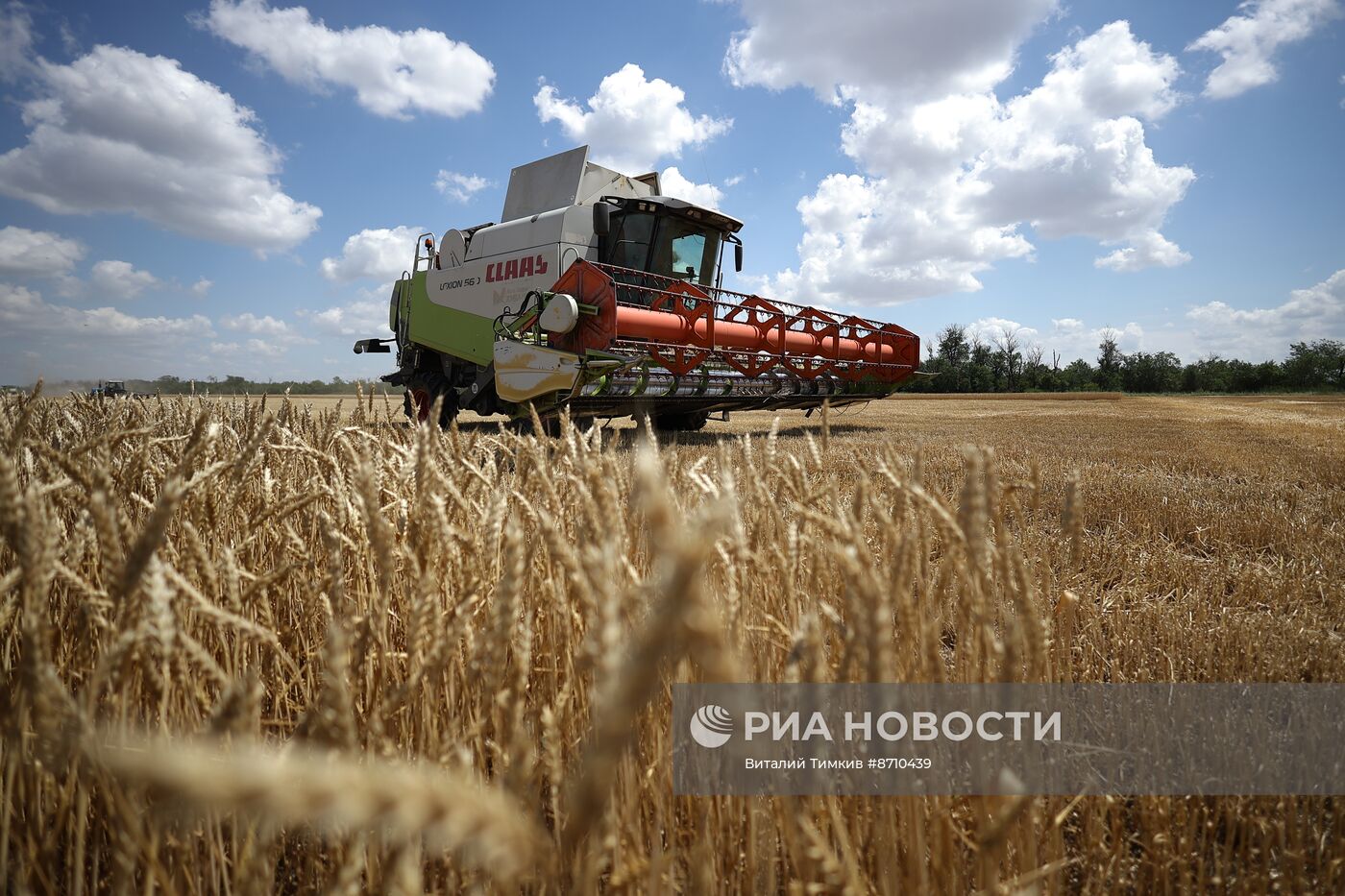 Уборка озимых культур в Краснодарском крае