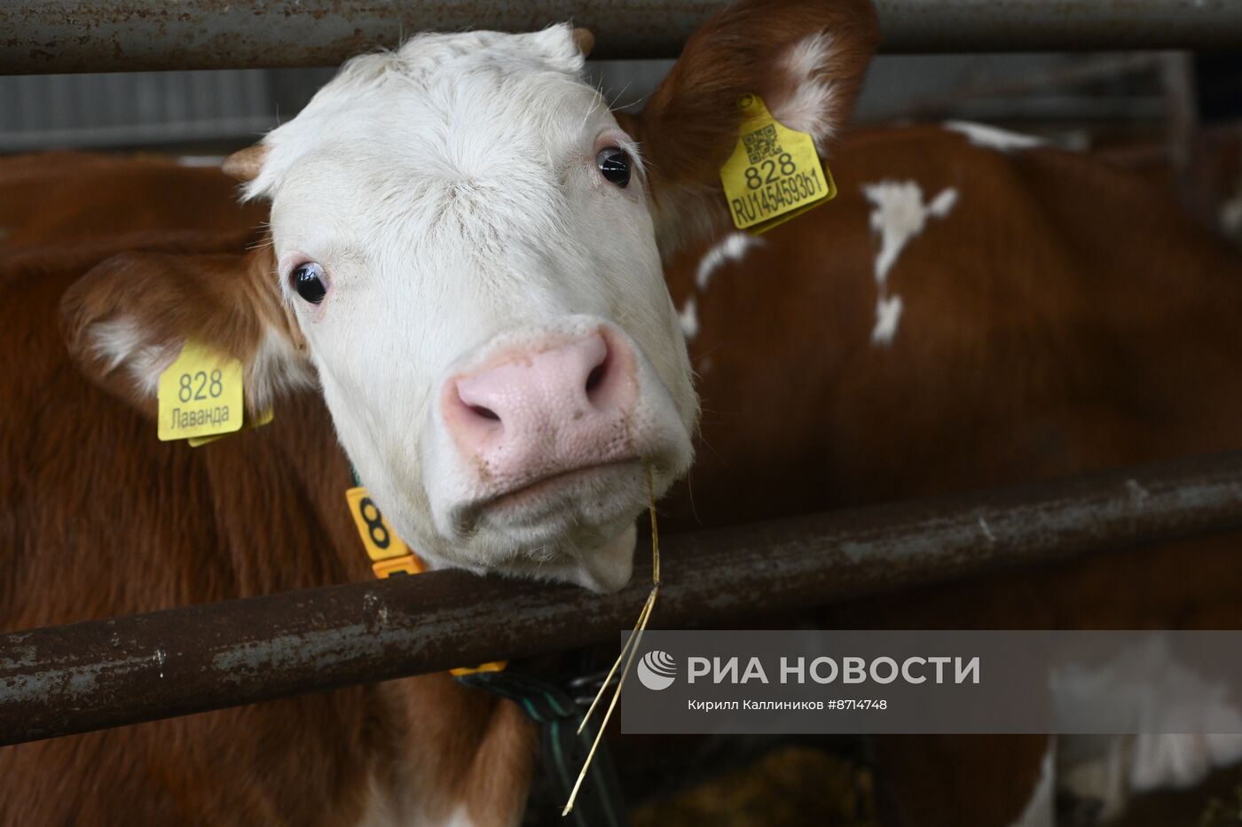 Гастрономический фестиваль на Истринской сыроварне Олега Сироты 