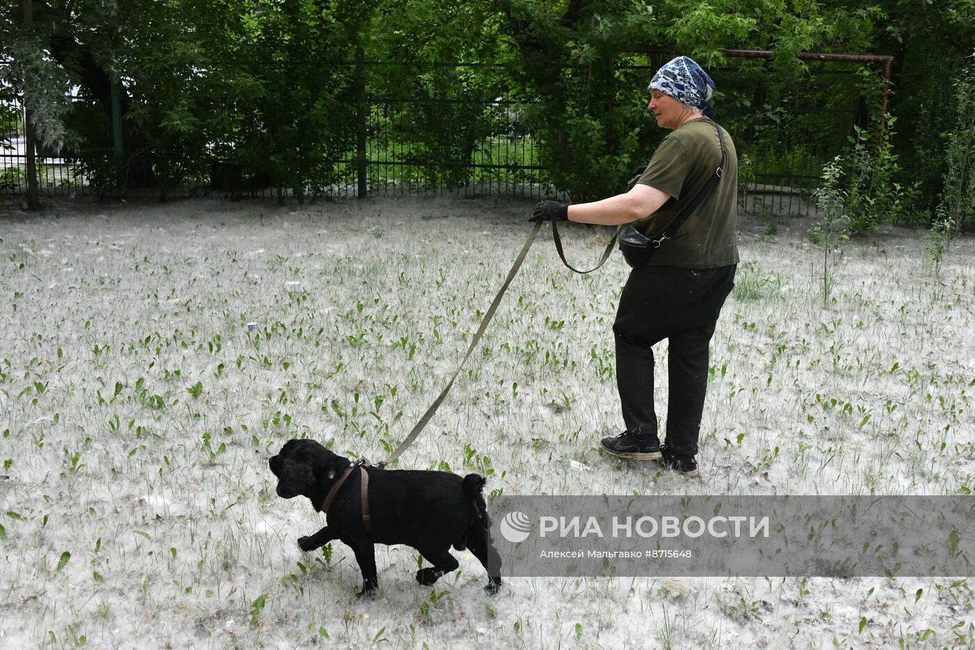 Тополиный пух в Омске