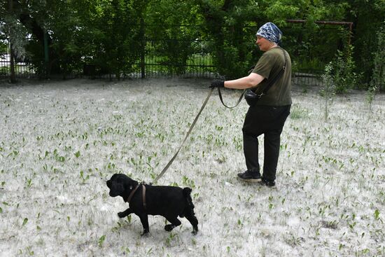 Тополиный пух в Омске