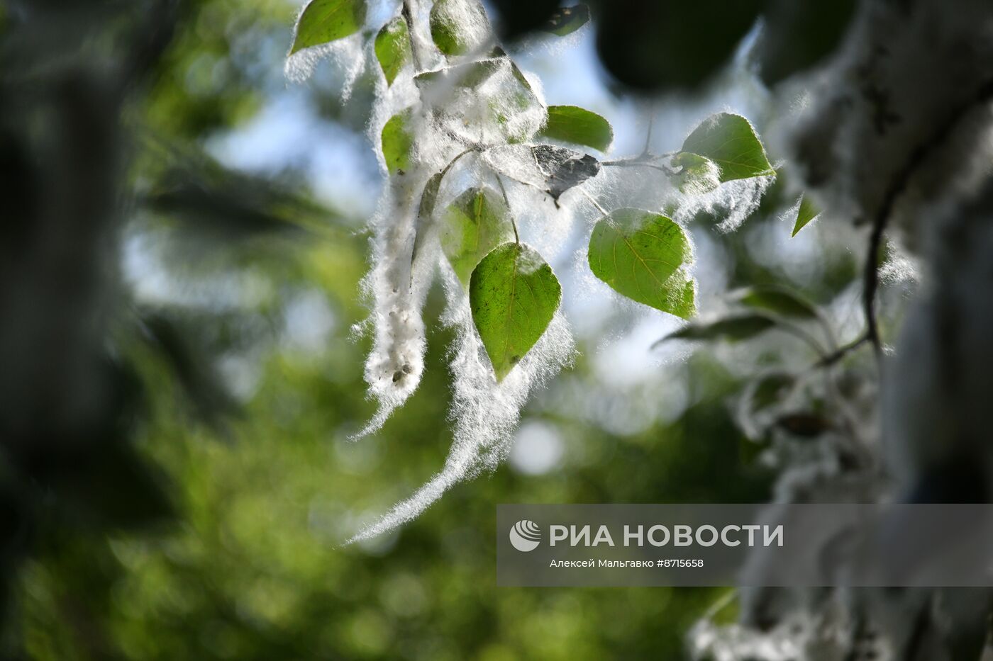 Тополиный пух в Омске