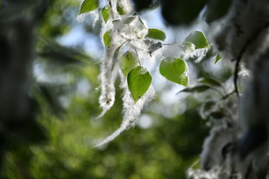 Тополиный пух в Омске