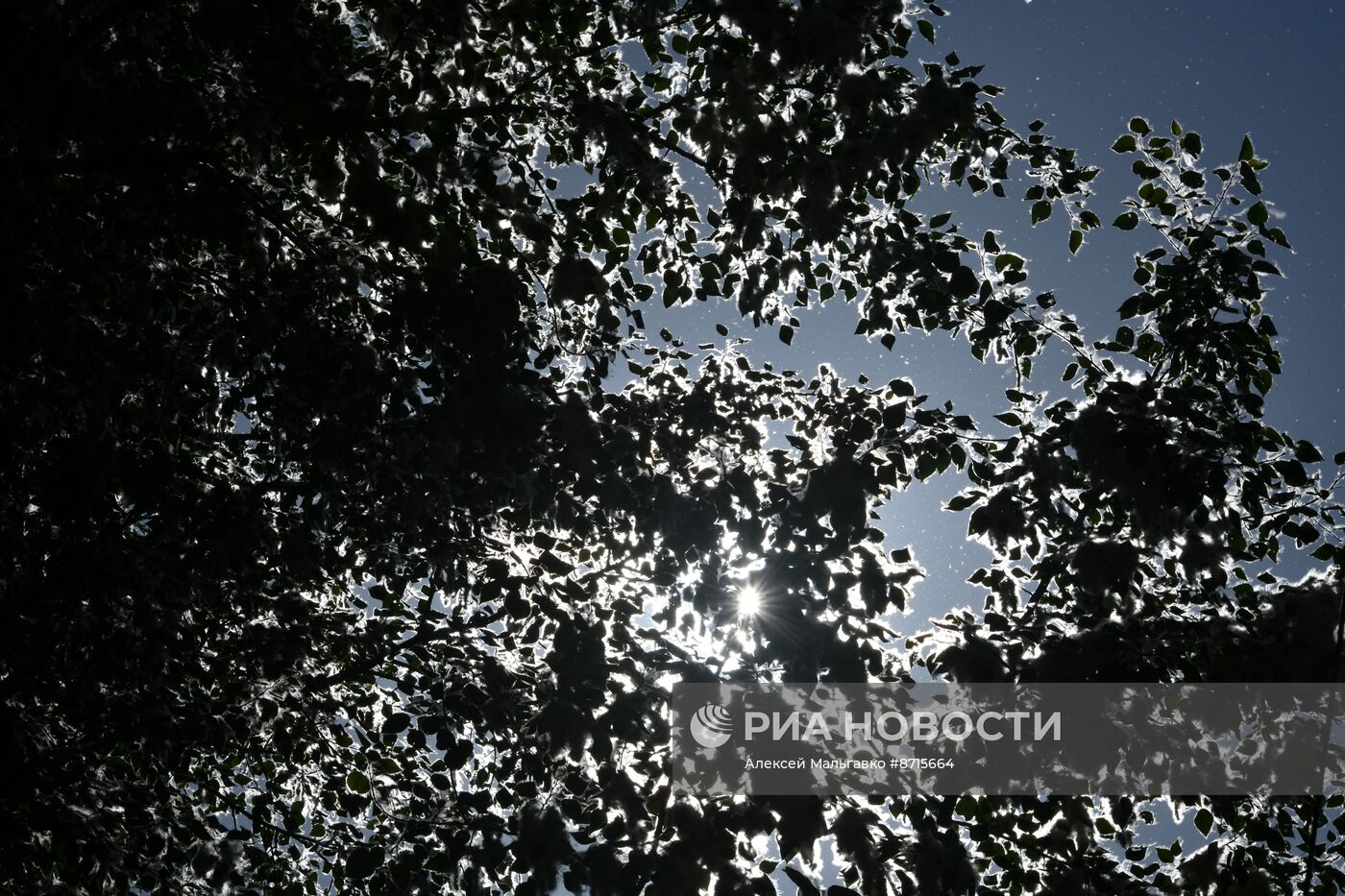 Тополиный пух в Омске