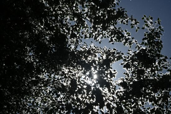 Тополиный пух в Омске