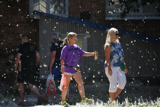 Тополиный пух в Омске