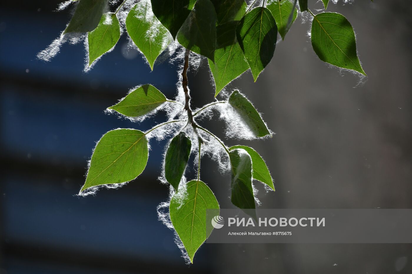 Тополиный пух в Омске