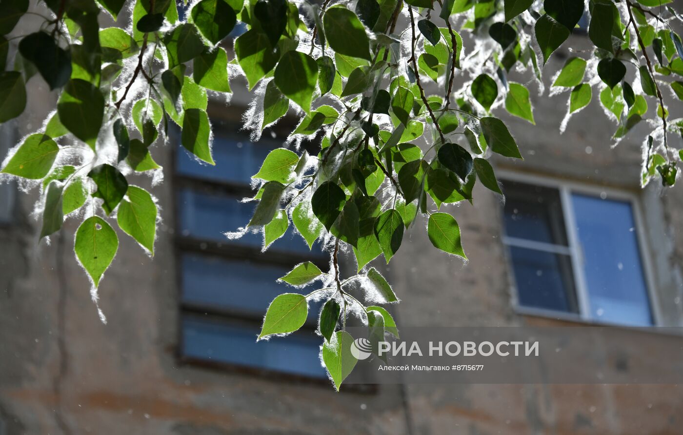 Тополиный пух в Омске