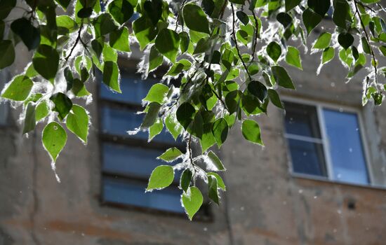 Тополиный пух в Омске