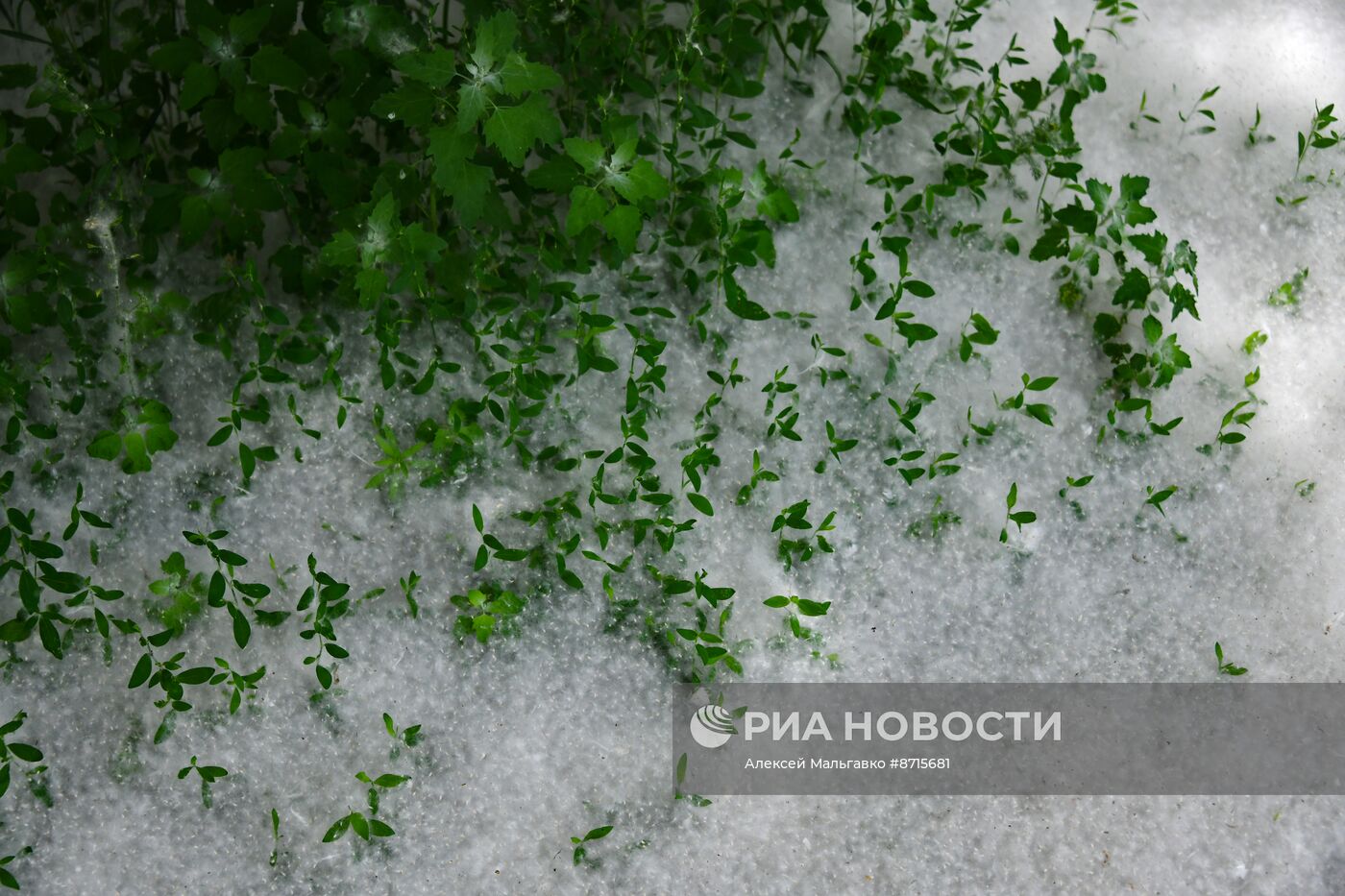 Тополиный пух в Омске