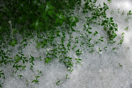 Тополиный пух в Омске