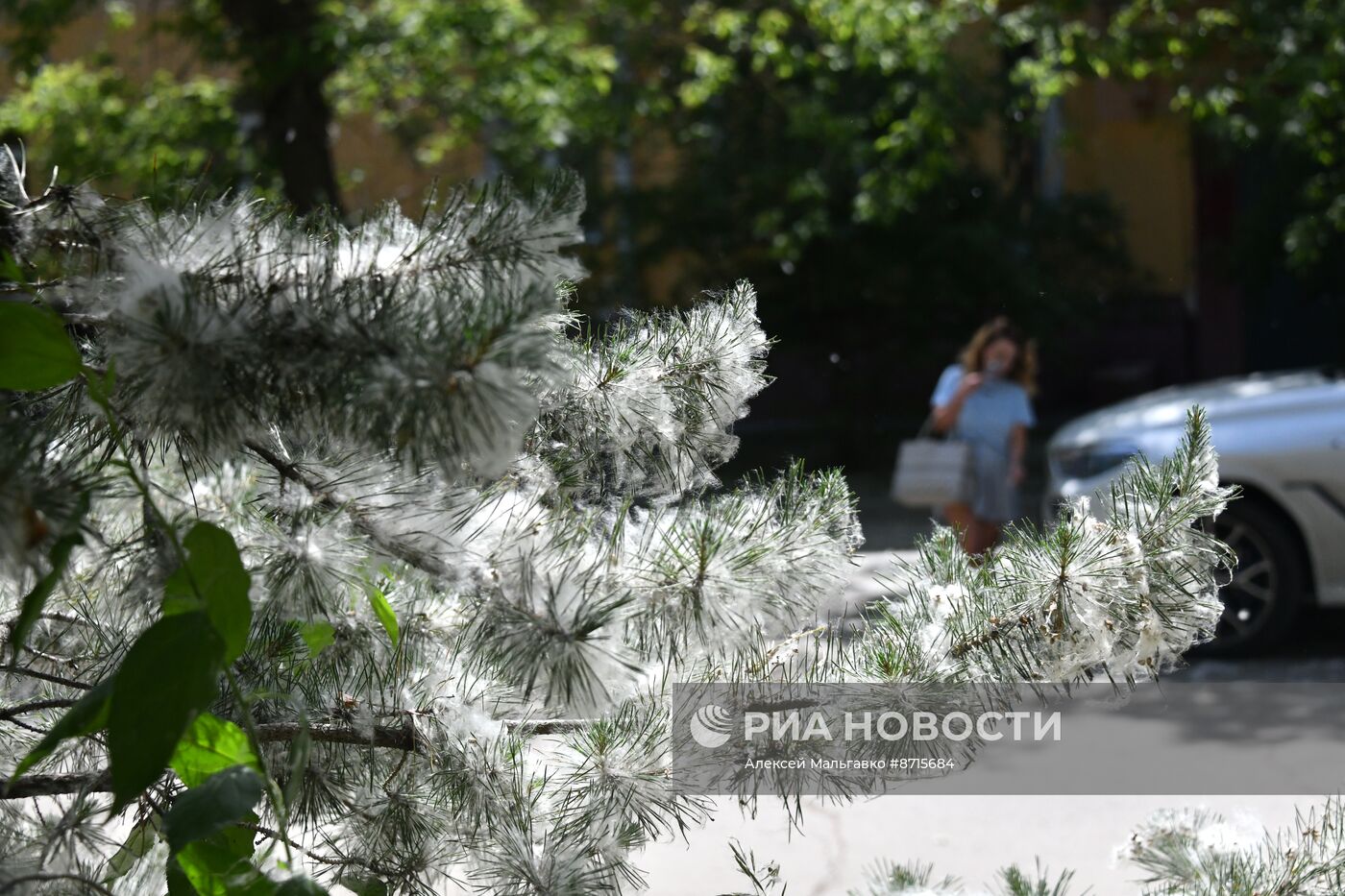 Тополиный пух в Омске